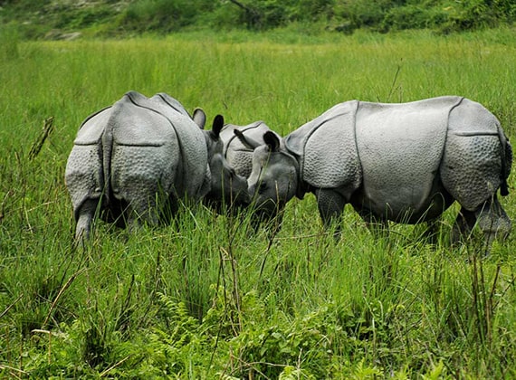 Jaldapara National Park